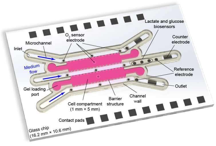 Bild 1: Schematische Sicht auf den Chip. Die Organoide in den Kompartimenten werden über Mikrokanäle versorgt. Diese sind mit Sensoren zur Überwachung des Zellmetabolismus ausgestattet. [Bild: Dr. A. Weltin, Professur für Sensoren, Universität Freiburg] 
